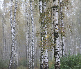 Fototapeta premium Grove of birch trees and dry grass in early autumn, fall panorama