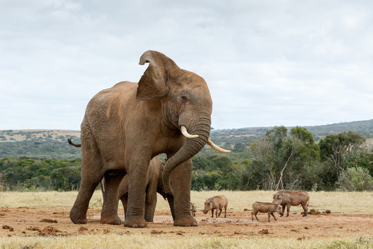 Ok stop taking photos of The African Bush Elephant