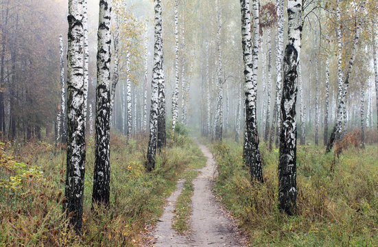 Fototapeta Grove of birch trees and dry grass in early autumn, fall panorama