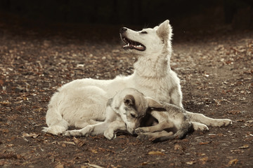 Naklejka na ściany i meble Swiss white shepherd female with young wolfdog friend in forest