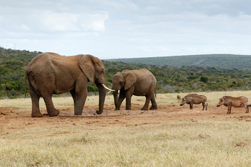 Naklejka na ściany i meble We want water NO - The African Bush Elephant
