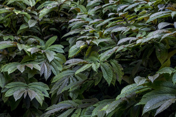 Nicely blend Elatostema Rugosum
