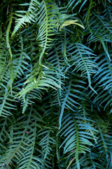 Fern