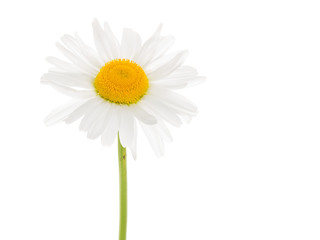 beautiful daisy on a white background