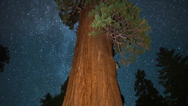 Sequoia General Grant Milky Way 01 World 2nd Largest Tree Kings Canyon Tilt Up 