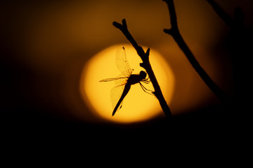 Sunset on Dragonfly 