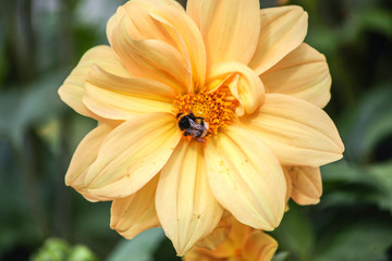 ape su un fiore giallo