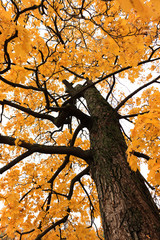 Yellow maple tree over the water