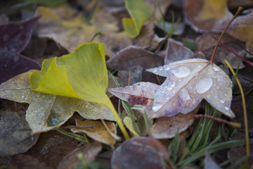 autumn leaf 霜