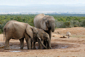 African Bush Elephant