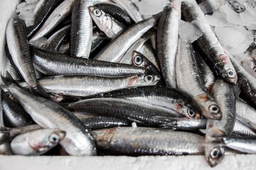 Obraz premium Box of Europian anchovy fishes.