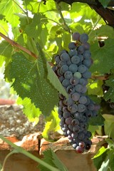 bunches of red wine grapes hang from a vine, chianti, tuscany, italy