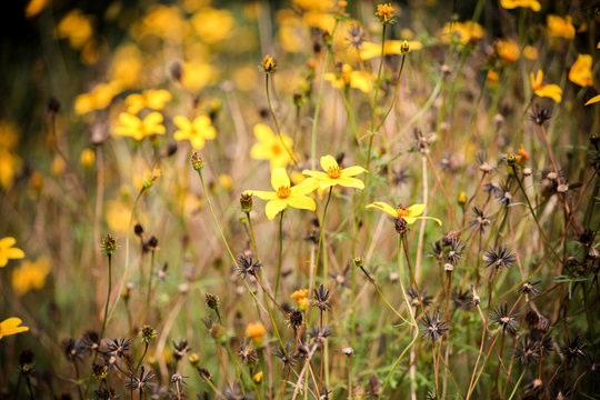 campo fiorito © paolagio_photo