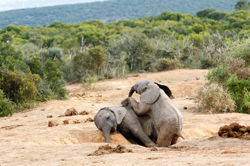 Lets Play brother you are and African Bush Elephant