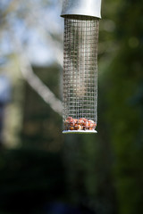 Full bird - feeder of some seeds (color toned image)