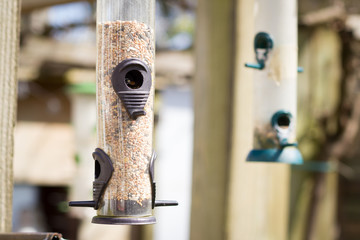 Full bird - feeder of some seeds (color toned image)