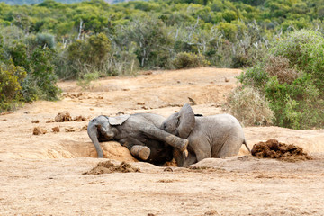 Were playing Smile were on camara - African Bush Elephant Family