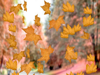 Falling autumn leaves