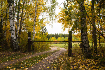 A small road in the forest in autumn day