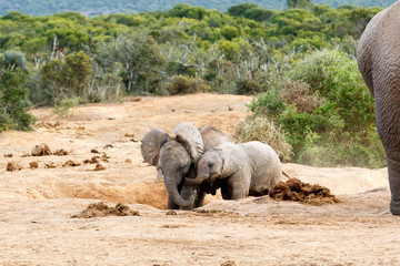 African Bush Elephant