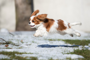 cavalier king charles spaniel dog jumps outdoors in winter