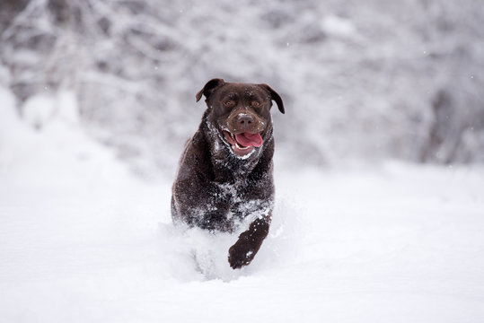 Happy Labrador Dog Running In The Snow