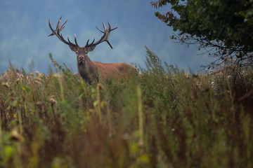 Big and beautiful red deer during the deer rut in the nature habitat in Czech Republic, european wildlife, wild europa, deer rut