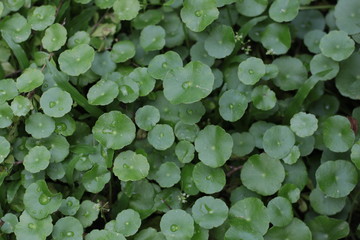 Water drop on leaves green plant background