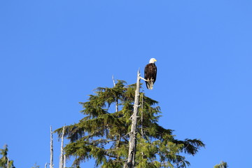 Weißkopfseeadler auf Baumspitze