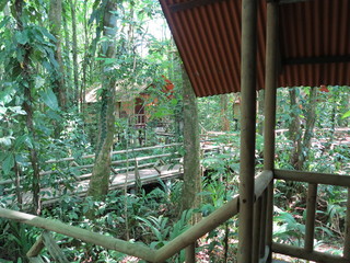 Rainforest with lodges