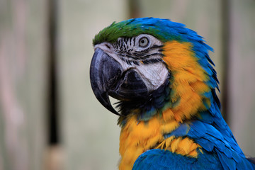 Fototapeta premium large blue macaw