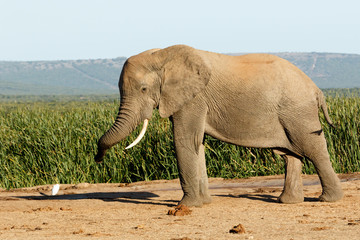 WoW Huge African Bush Elephant