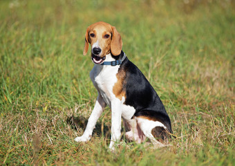 Naklejka na ściany i meble Puppy of the Estonian hound in field