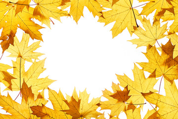 Fototapeta na wymiar Maple leaves frame on white