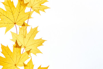 Naklejka na ściany i meble Maple leaves frame on white