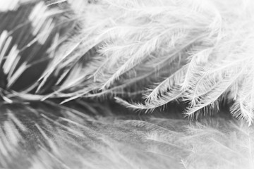 Guinea hen feather with details