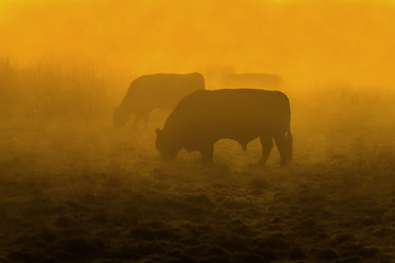 Fototapeta na wymiar Bull in the Mist at Dawn