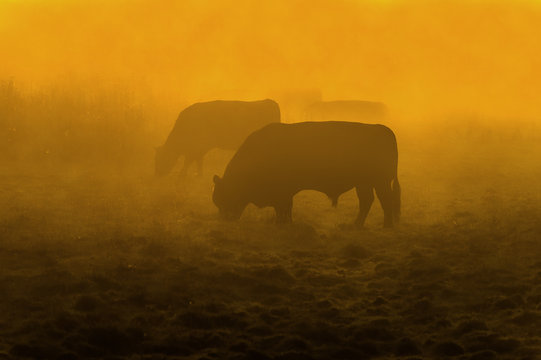 Bull in the Mist at Dawn
