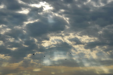 bird flying for living in morning on sunrise background