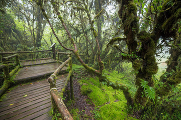 Obraz premium Scenic pathway of Ang Ka nature trail Doi Inthanon National Park Chiangmai ,Thailand.