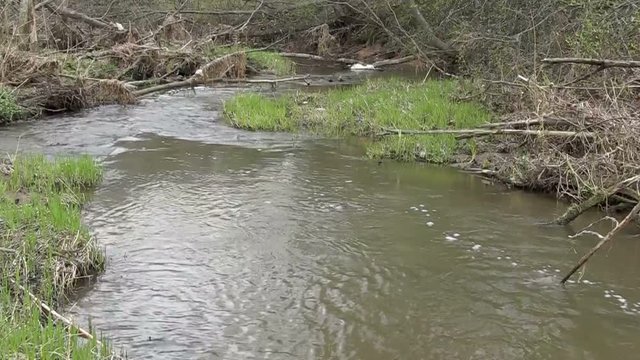 Creek near the severage system.