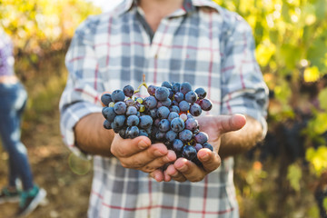Man Holding Fresh Grape on Palms