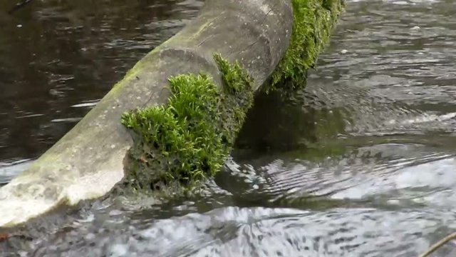Creek near the severage system.