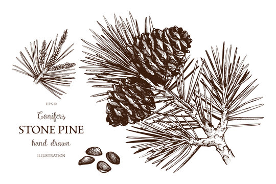 Vintage Stone pine illustration. Hand drawn Cedar sketch on white background. Vector conifer tree.
