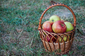 red apples in a basket on a dry grass