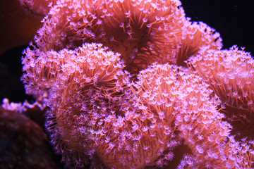 Fototapeta premium sea fan coral