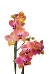 Beautiful orange orchid  - phalaenopsis