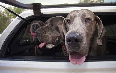 Canine road trip
