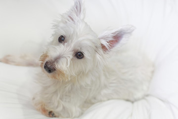 White dog on white cushion