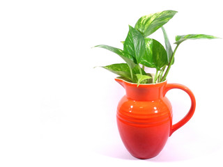 Close-up of green leaves in bright orange vase isolated on white background
